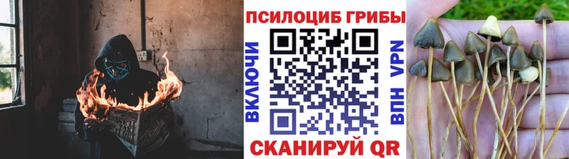 МЕГА как войти  где купить наркоту  Дальнереченск  Псилоцибиновые грибы прущие грибы 